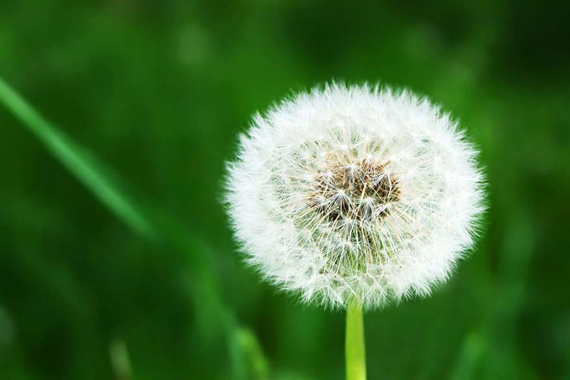 Image of dandelion. Does an AC Help With Allergies?